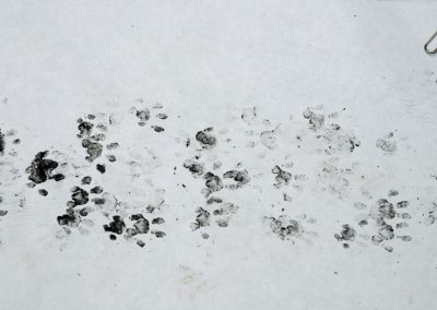 Hedgehog tracks from a hedgehog tunnel