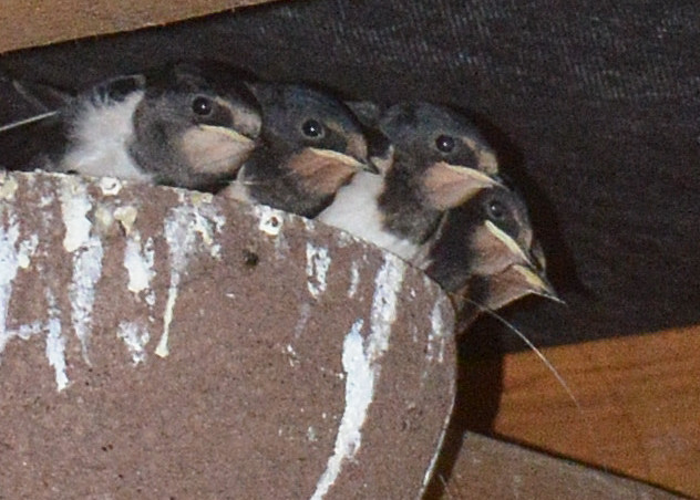 Swallows Using Nest Cup
