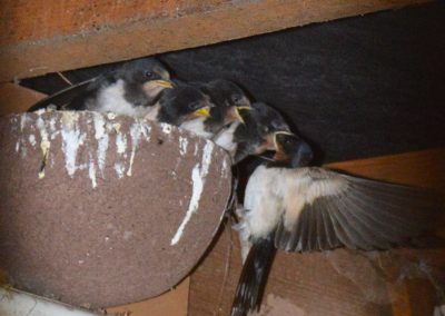 Swallows - Catherton Common July 2020