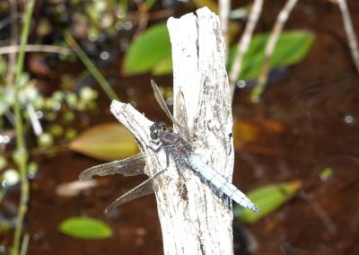 Keeled Skimmer - At Catherton Marshes, nationally and locally a rare Dragonfly