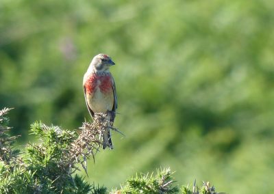 Linnet - numbers have been good this year - this lovely male was at Cleeton