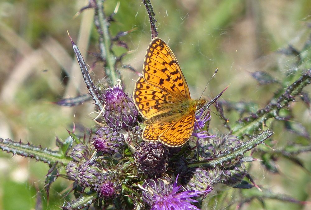 CLEE HILL BIG BUTTERFLY AND MOTH SURVEY – YEAR 2 2013