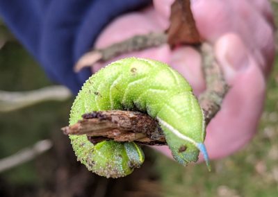 Lime Hawk-moth Caterpillar - Sep 2020 Catherton Common by Crammer Gutter