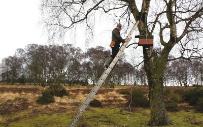 Installing Kestrel Nest Box Catherton Common