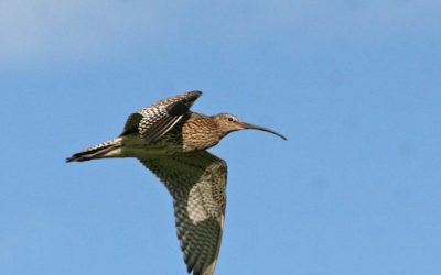 We need YOU to help with the 2022 Curlew Survey!