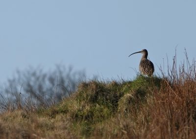 Curlew - Clee Hill March 21