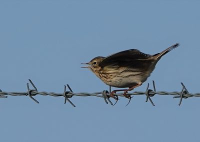 Meadow Pipit - Clee Hill March 21