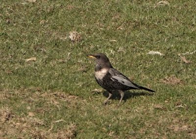 Ring Ouzel - Clee Hill April 21