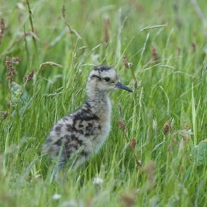 Curlew in grass